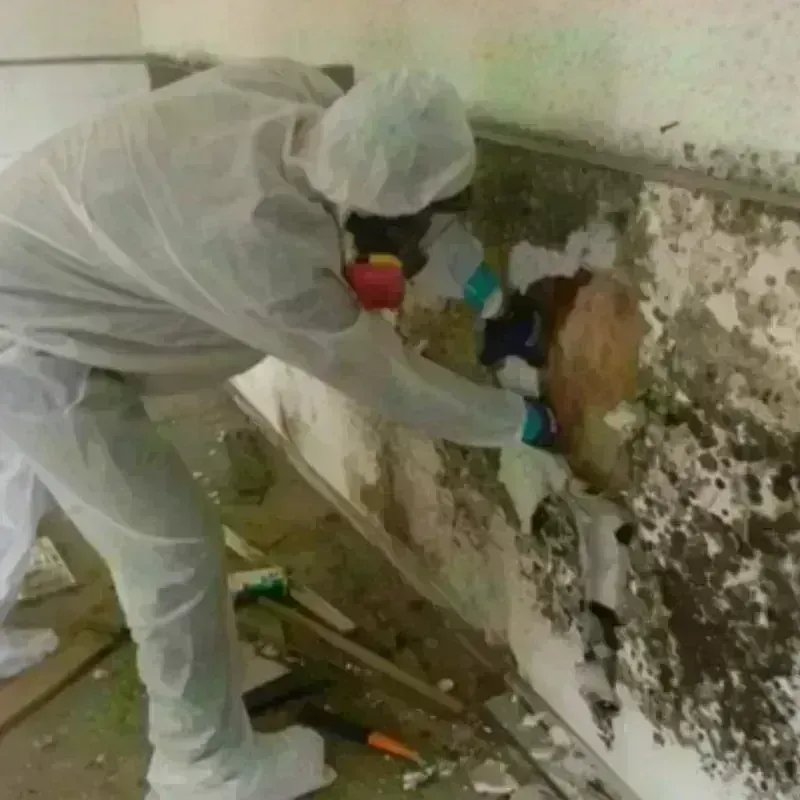 Mold Remediation and Removal in Watchung, NJ